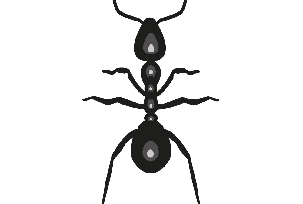 Ameisen bekämpfen - Fachgerechte Umsiedlung und Entfernung von Ameisen