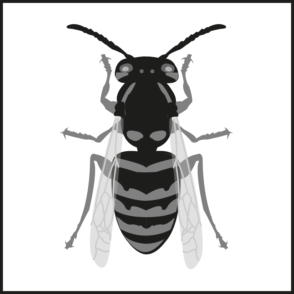 Wespenbekämpfung - Fachgerechte Umsiedlung und Entfernung von Wespennestern