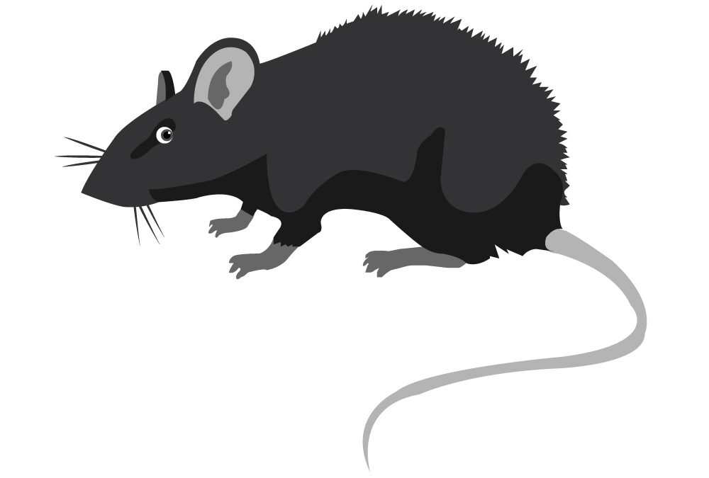 Ratten bekämpfen - Fachgerechte Umsiedlung und Entfernung von Ratten
